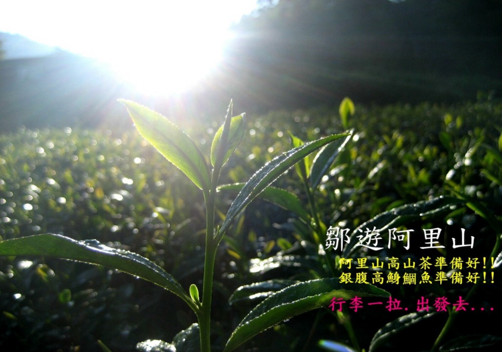 【MUJO趴趴走--國內旅遊】鄒遊阿里山私訪秘境．先來認識阿里山12村.文化特色.鄒族祭典.伴手禮.鄒族情歌...