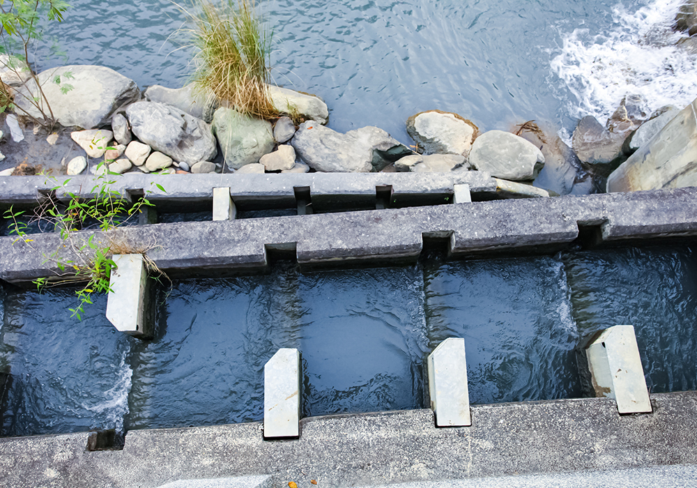 【池上鄉x新興村】米香．魚梯，寓教於樂的體驗之旅。