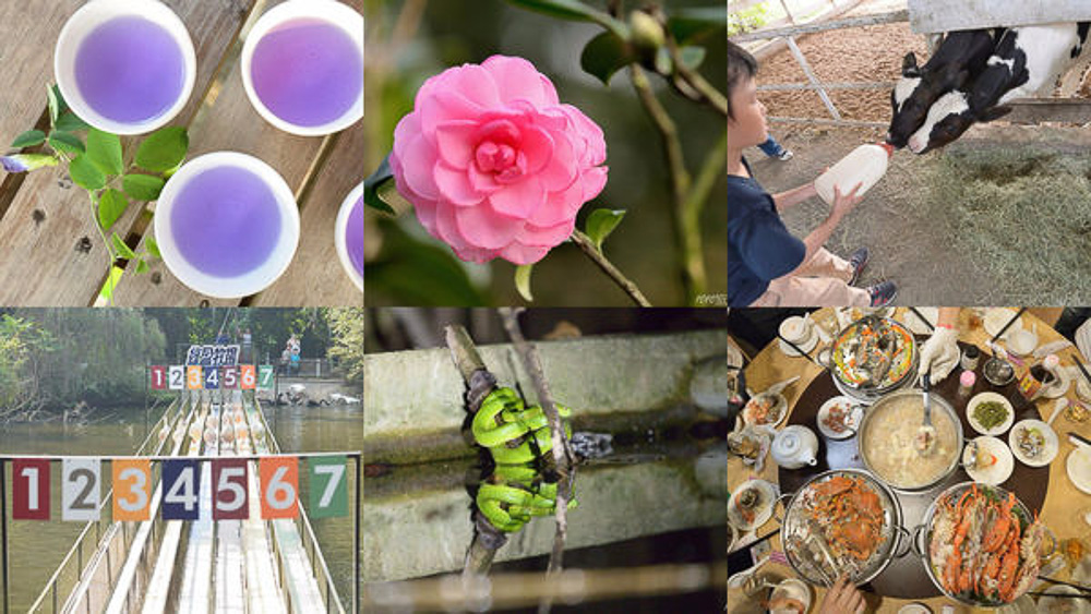 嘉義旅遊住宿推薦│供應苗木的東園種苗園、小朋友最愛的綠盈牧場、南台灣最大茶花莊-怡馨緣、夜間生態觀察築夢森居、阿里山月灣包棟住宿Villa