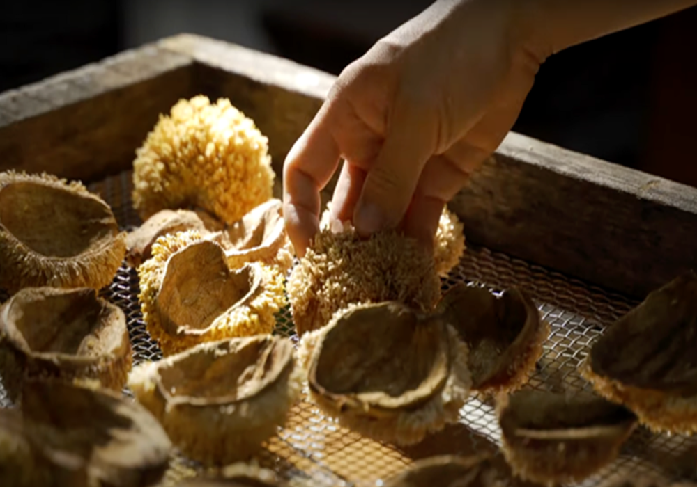 愛玉知多少：讓這一口Q彈，成為對土地的承諾