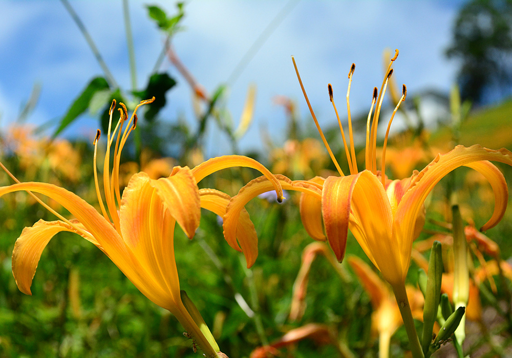 【太麻里鄉X大王村】花現四季金針山，探遊南迴最美秘境