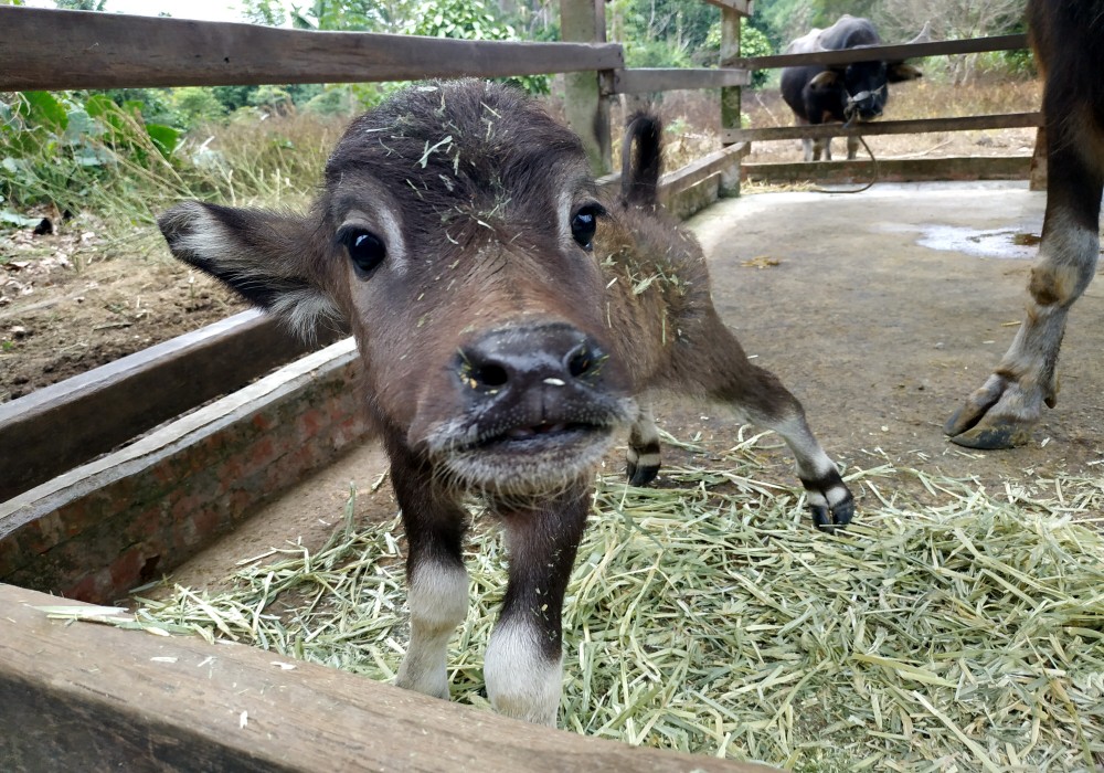 【MUJO趴趴走--嘉義中埔田園苗木深度之旅】Taiwan,Chiayi,Jhongpu嘉義縣政府媒體團:滿足所有人的森林探險夢"築夢森居"