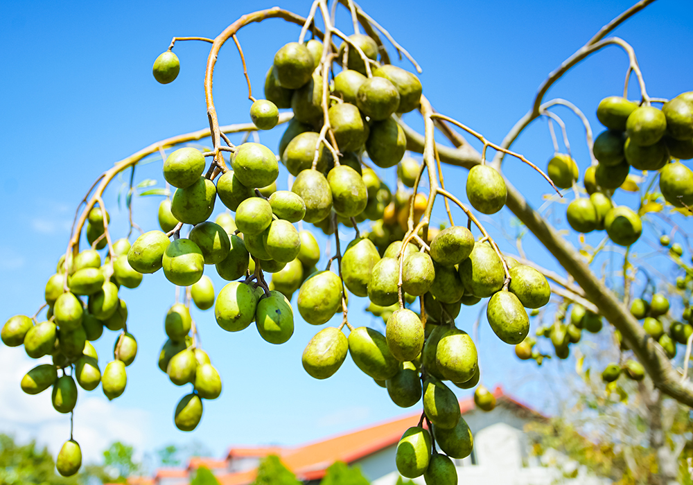 【池上鄉x福文村】在浪漫花園裡，體驗莎梨橄欖DIY。