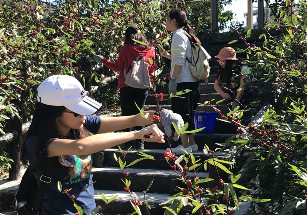 炫目奪人的金峰鄉生活記憶—壢坵村的洛神花大小事