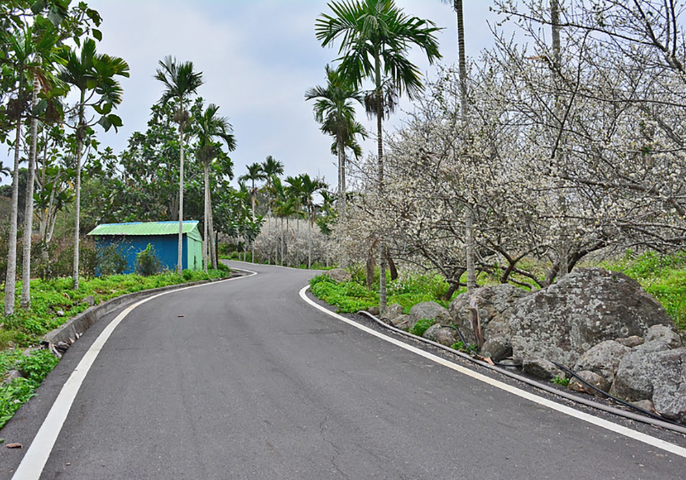 【延平鄉x鸞山村】鸞山部落尋梅去，走入森林博物館