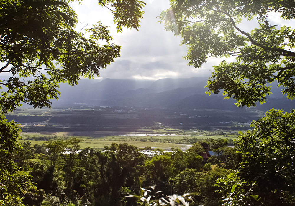【延平鄉x鸞山村】跟著布農族人一起親近山林，穿梭在會走路的樹之中。