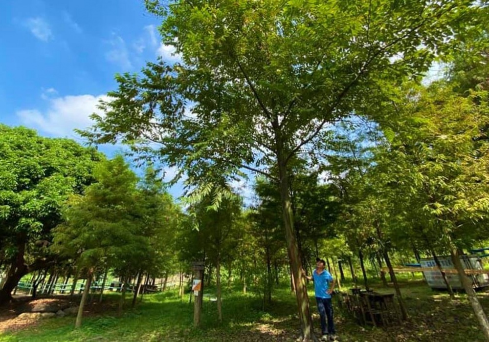 嘉義中埔的生態探索樂園 築夢森居，感受在山野裡的怡然自得