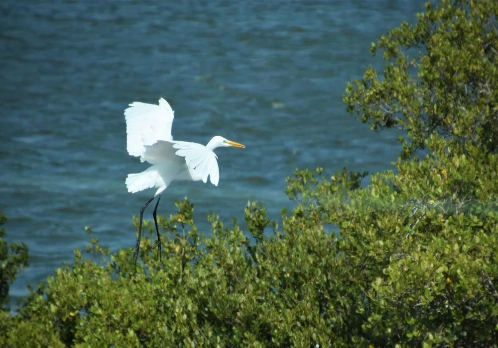 翱翔於天的貴客年年來此駐足，東石鰲鼓濕地最美的風景