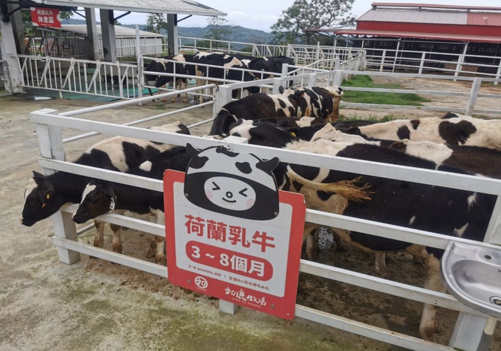 【卑南鄉X明峰村】台東網美茶園悠遊，銀鈴般的笑聲迴盪於大人小孩的快樂天堂