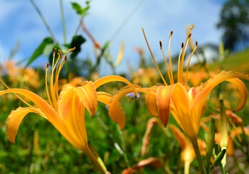 【太麻里鄉X大王村】花現四季金針山，探遊南迴最美秘境