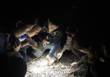 穿梭大武魔幻樹林，來趟忘憂療癒之旅