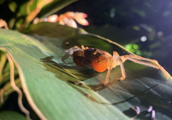 出航吧！尋找東臺灣的海底寶藏