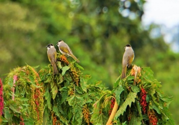 不只有鮮奶 在物產豐饒的台東初鹿，跟著小農以在地食材開啟山野之旅