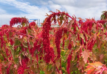 農村換工隊出工囉!! 05/02我們一起採紅藜~