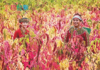 來趣台東不能沒有「藜」  來趣台東x達人帶路x台東紅藜部落之旅