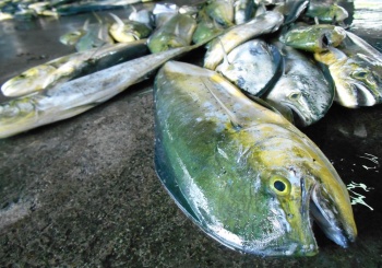 【成功鎮X三仙里】緊張又刺激的漁港拍賣，特有的魚港文化
