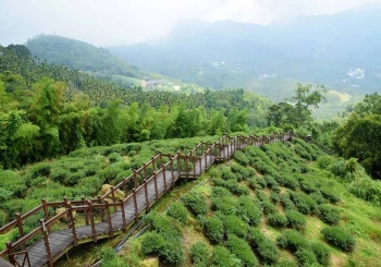 梅山太興村 一見難忘，層層疊疊的山林與茶園