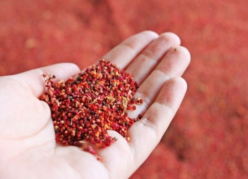 台灣原生種紅藜