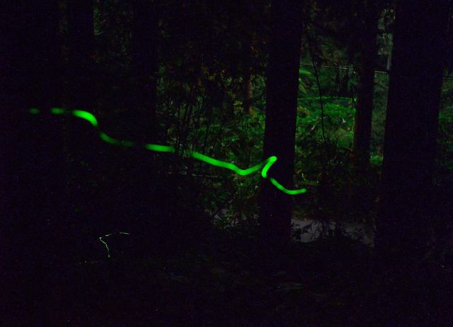 奮起湖冬螢季-星空餐桌賞螢饗宴一日遊