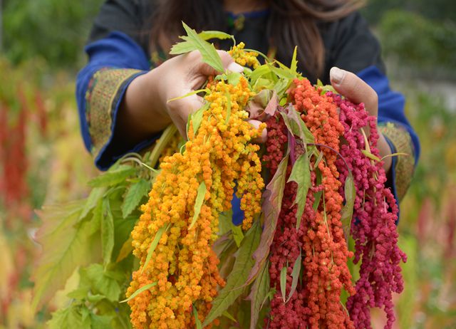 【季節限定】來趣台東x紅藜紅了。南迴部落沉浸體驗