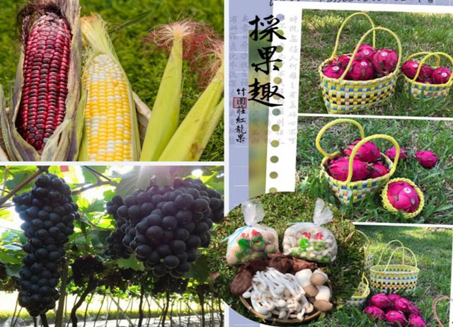 編號025-【彰化優質農村】農遊二林～玉見菇蔬果