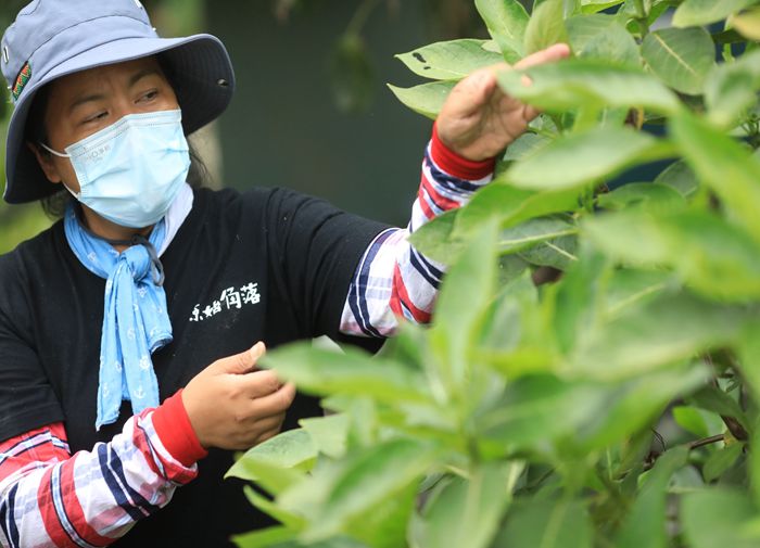 金峰嘉蘭部落小旅