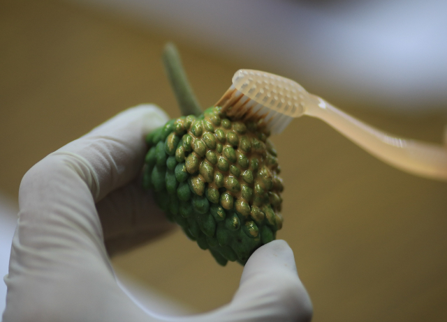 農村糾察隊「遊藝茶」來趣農場挽果子(農藝療育篇)